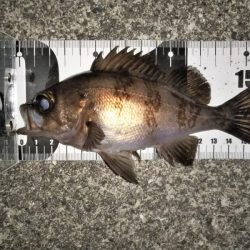 上げ潮に変わったタイミングで