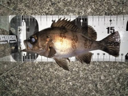 上げ潮に変わったタイミングで