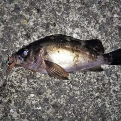 ライズも多くなりました