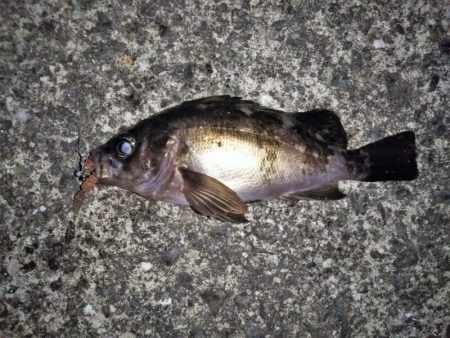 ライズも多くなりました