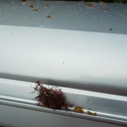 毎度です。リベンジヤリイカ釣り。