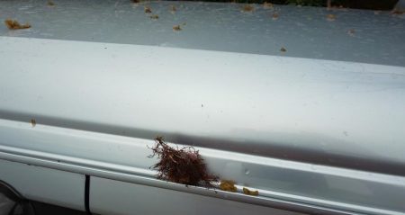 毎度です。リベンジヤリイカ釣り。