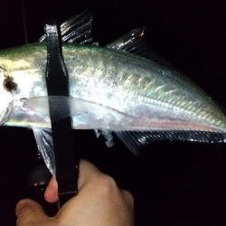 ジグ単アジングで良型