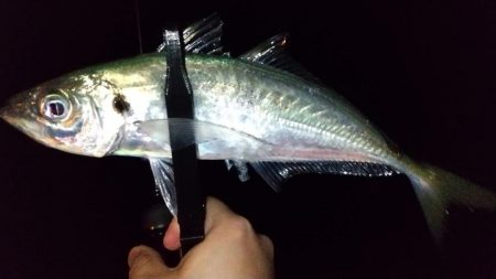 ジグ単アジングで良型