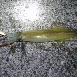 ヤリイカラスト？