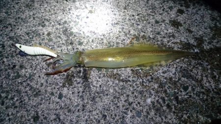 ヤリイカラスト？