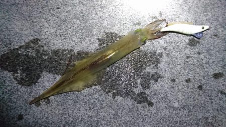 コウイカ渋い ヤリイカまだいた