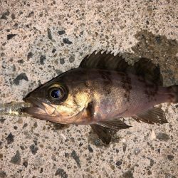 メバルプラッキング④