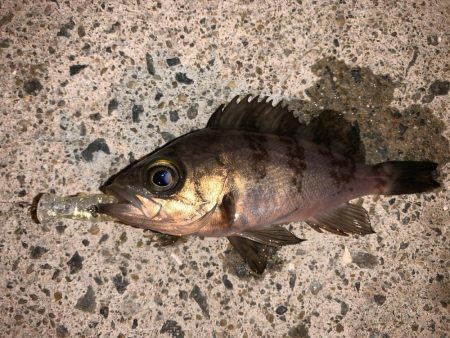 メバルプラッキング④