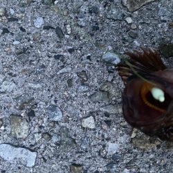 ガシラは入れ食い