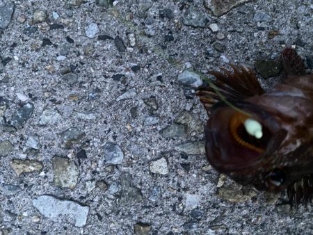 ガシラは入れ食い