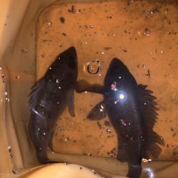 メバルプラッキング19