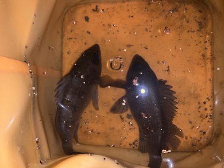 メバルプラッキング19