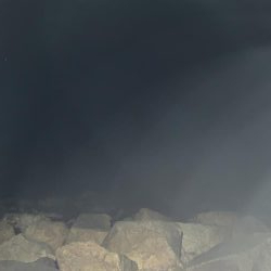 ひさびさのメバル