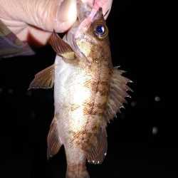 激渋メバリング