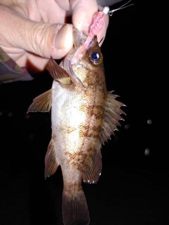 激渋メバリング