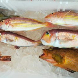 ネギング　五目釣り