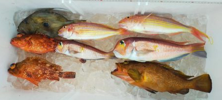 ネギング　五目釣り