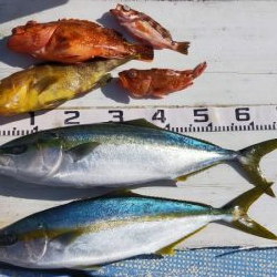 ライトジギング 六目釣り