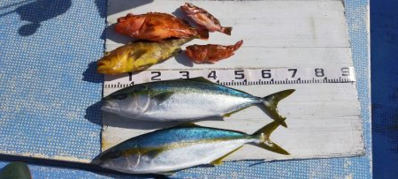 ライトジギング 六目釣り