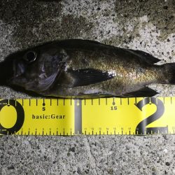 メバル活性化中