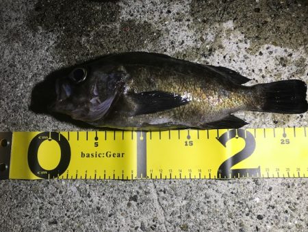 メバル活性化中