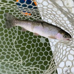 岸和田フィッシングパーク　そろそろ数釣りは難しい