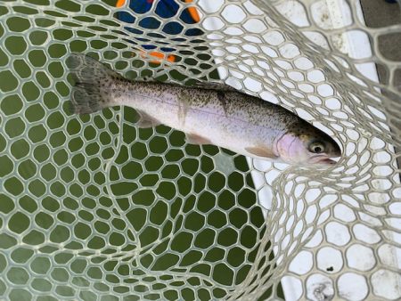 岸和田フィッシングパーク　そろそろ数釣りは難しい