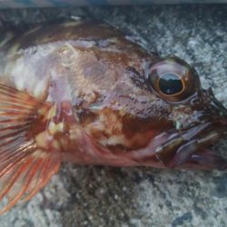 釣りデビュー　92日目