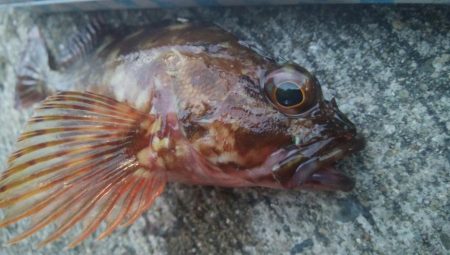 釣りデビュー　92日目