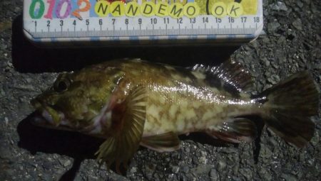 釣りデビュー 103日目