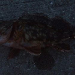 釣りデビュー　105日目