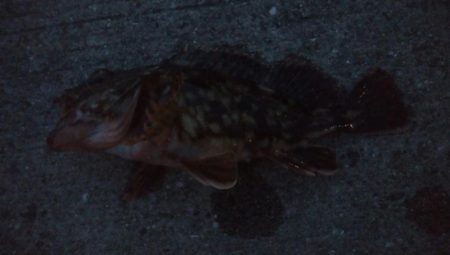 釣りデビュー　105日目