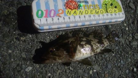 釣りデビュー　106日目