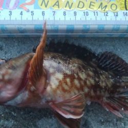 釣りデビュー　107日目