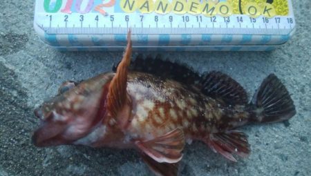 釣りデビュー　107日目