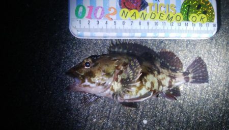 釣りデビュー 110日目