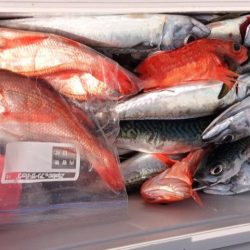 康仁丸・餌釣り・ジギング釣り果