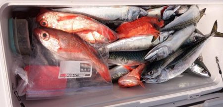 康仁丸・餌釣り・ジギング釣り果