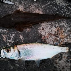 今日はマゴチも釣れました