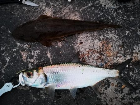 今日はマゴチも釣れました