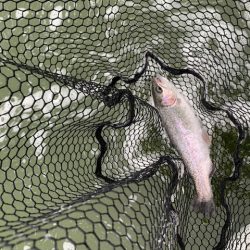 プールトラウト