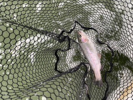 プールトラウト