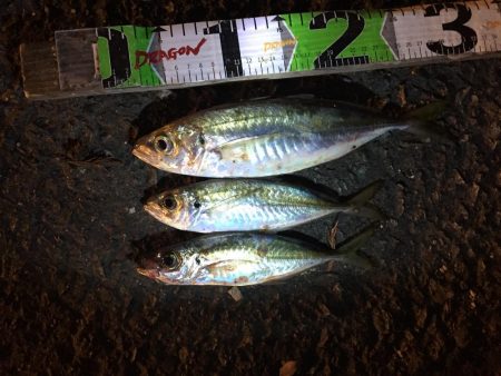 尺アジ含むアジ3匹、尺コノシロ、ビラ
