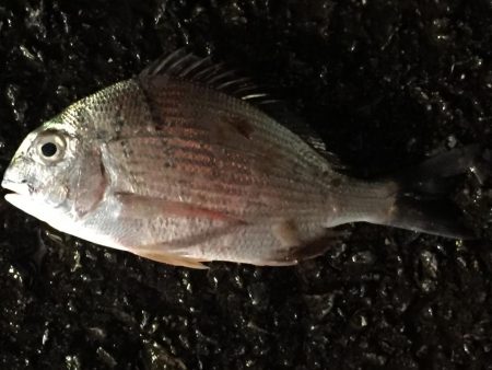 ヘダイ、コノシロ、ヒイラギ