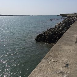 アジ良型（27㎝）を含む20匹