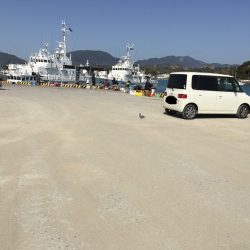 良型アジ含む20匹