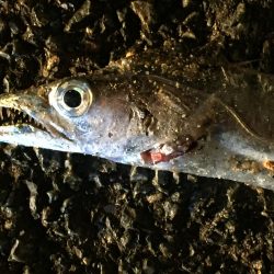 アジ20匹、太刀魚1匹