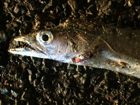 アジ20匹、太刀魚1匹