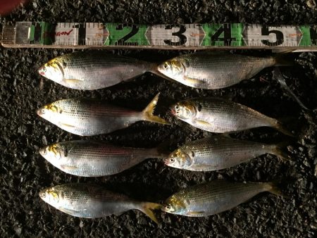 タチウオ（65㎝）1匹、コノシロ（最大30…